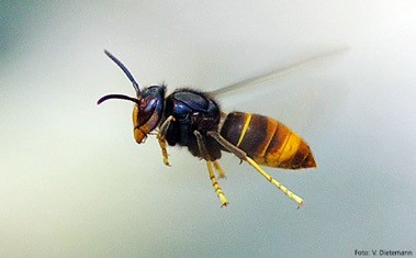 Asiatische Hornisse im Flug