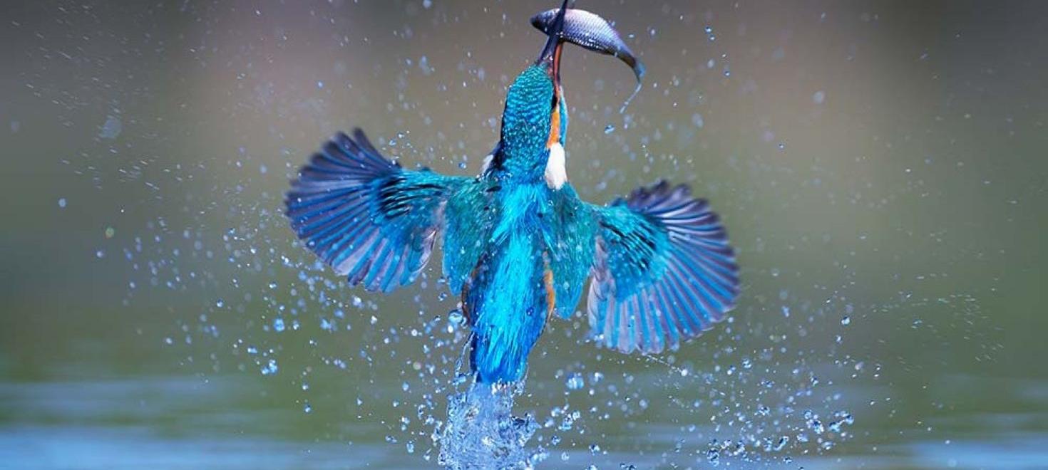 Eisvogel  (Alcedo atthis) - Vogel des Jahres